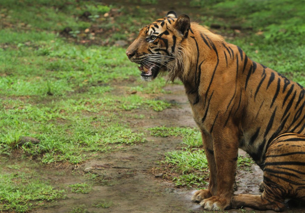 History of Tadoba - Bengal Tiger in forest